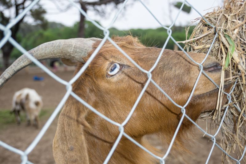 Goat Fence Installation